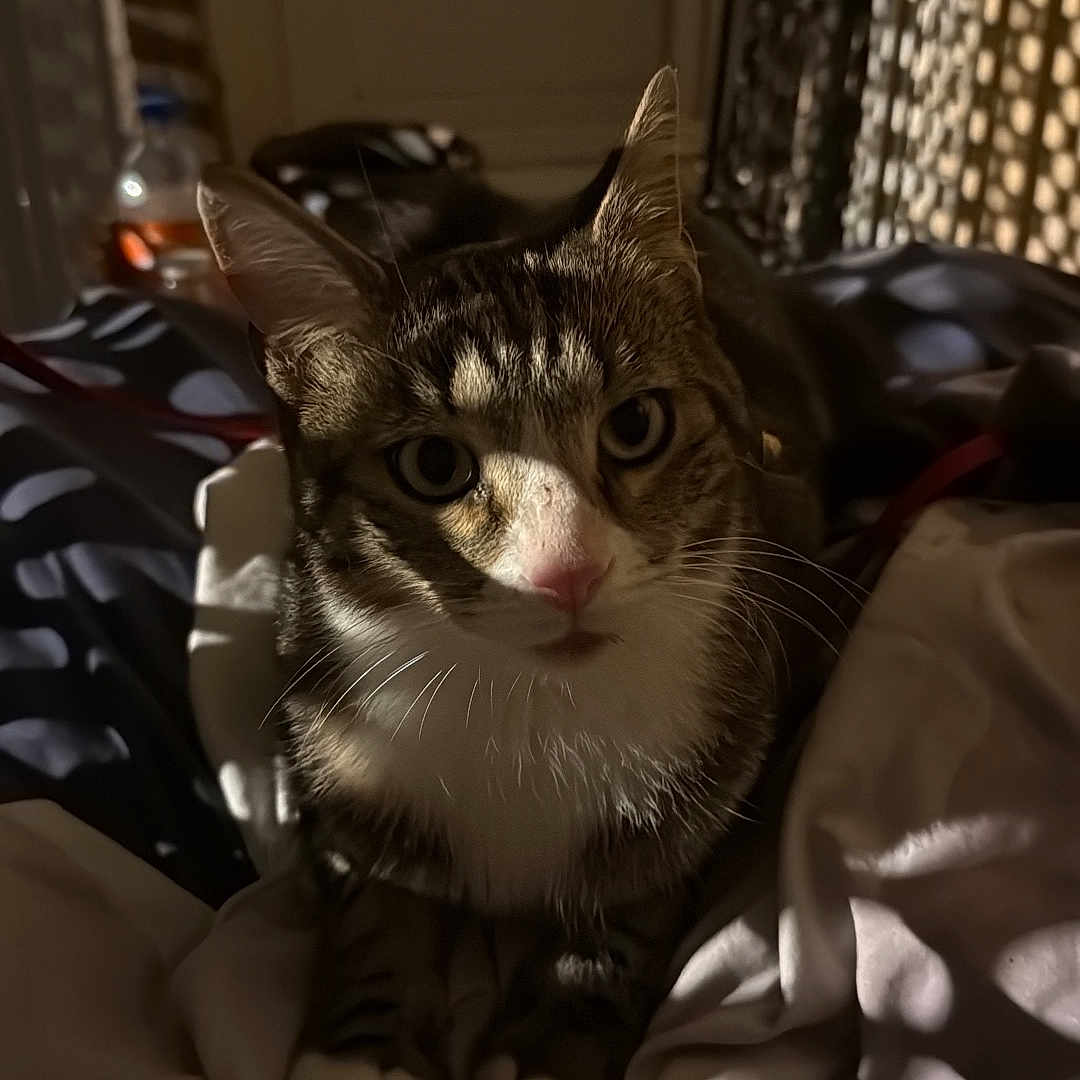 Ares