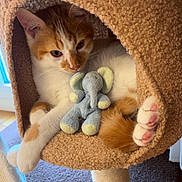 Jimmy a rejoint le concours — aidez-le/la à gagner de superbes lots ! animal, carpeted_nook, cat, cat_tree, cozy, curious, cute, elephant_toy, feline, home, indoor, orange_and_white, paws, pet, pink_pads, relaxed, resting, soft_texture, stuffed_animal, toy