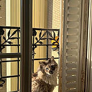 Luz a rejoint le concours — aidez-le/la à gagner de superbes lots ! cat, window, balcony, sunlight, outdoor, pet, curious, blue_eyes, fluffy, feline, shadow, metal_railing, building, daylight, animal, looking, closeup, house, vertical, shutter