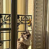 cat, window, balcony, sunlight, outdoor, pet, curious, blue_eyes, fluffy, feline, shadow, metal_railing, building, daylight, animal, looking, closeup, house, vertical, shutter