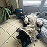 dog, black_and_white_dog, shaggy_fur, lying_down, upside_down, paws_up, belly_up, relaxed, sleeping, playful, pet, indoor, living_room, tiled_floor, dog_bed, fluffy_bed, window, sunlight, furniture, portrait