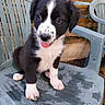 puppy, dog, black_and_white, sitting, tongue_out, pet, animal, portrait, outdoor, patio, plastic_chair, wooden_fence, backyard, floppy_ears, white_paws, black_fur, white_fur, cute, looking_at_camera, photography