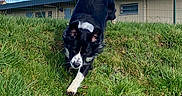 Chanel participe au concours pour gagner de l'argent avec cette photo : dog, border_collie, black_and_white, grass, field, outdoor, fence, building, sky, clouds, running, standing, tail, long_hair, floppy_ears, white_paws, animal, pet, sunlight, playful