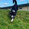 dog, border_collie, black_and_white, grass, field, outdoor, fence, building, sky, clouds, running, standing, tail, long_hair, floppy_ears, white_paws, animal, pet, sunlight, playful
