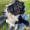 dog, spaniel, black_and_white, long_hair, fluffy, sitting, tongue_out, pet, animal, park, bench, grass, outdoors, sunny, leash, portrait, close_up, fur, companion, happy