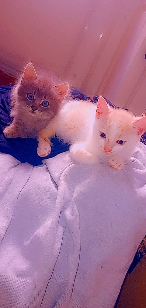 Dolovane participe au concours pour gagner de l'argent avec cette photo : carnivore, cat, claw, comfort, domestic_short_haired_cat, ear, electric_blue, fawn, felidae, fur, iris, paw, peach, pink, sitting, small_to_medium_sized_cats, snout, tail, terrestrial_animal, whiskers