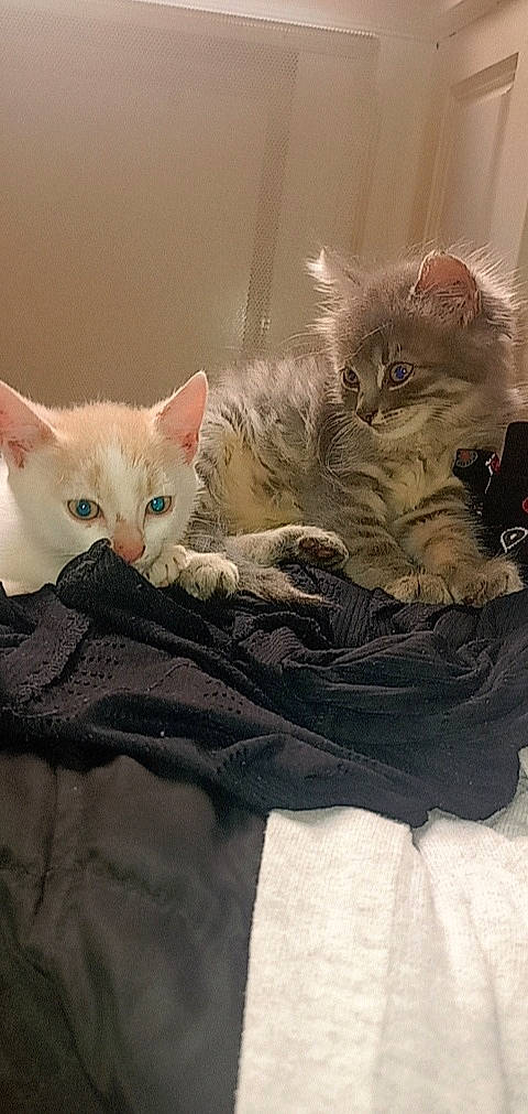 Dolovane a rejoint le concours — aidez-le/la à gagner de superbes lots ! bed, carnivore, cat, claw, comfort, domestic_short_haired_cat, fawn, felidae, fur, grey, linens, nap, paw, small_to_medium_sized_cats, snout, tail, whiskers