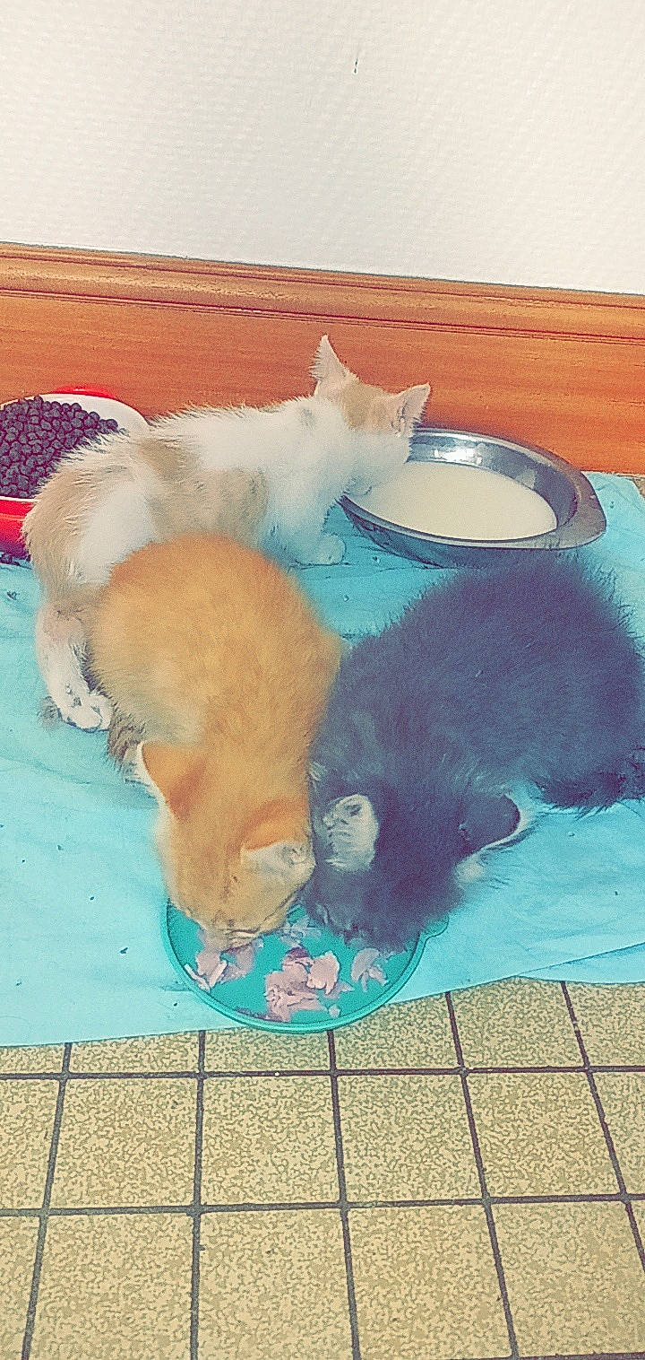 Dolovane a rejoint le concours — aidez-le/la à gagner de superbes lots ! art, canidae, carnivore, cat, claw, companion_dog, dog_breed, fawn, felidae, flooring, fur, paw, puppy, small_to_medium_sized_cats, snout, sporting_group, tail, toy, toy_dog, whiskers