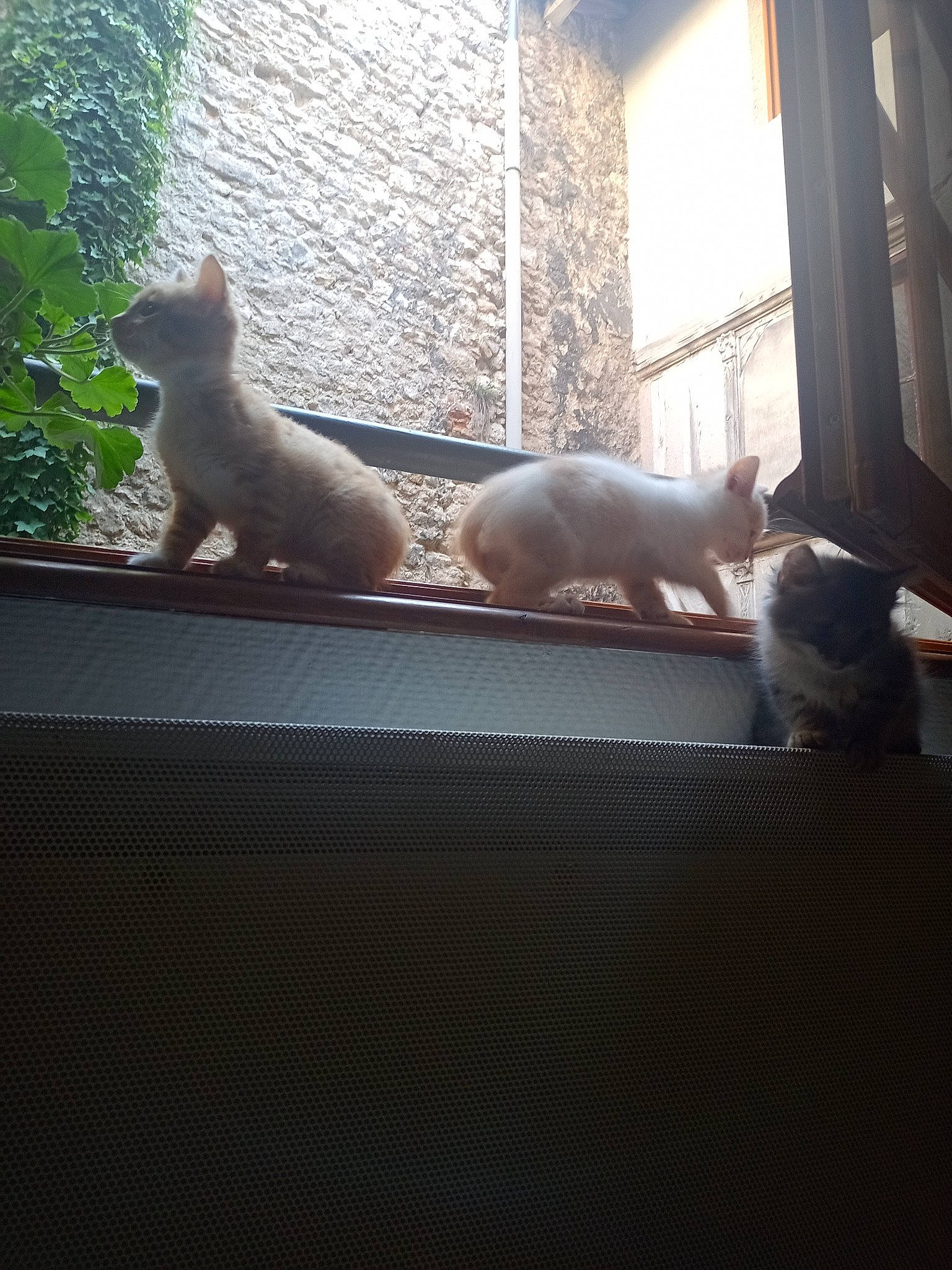 Dolovane participe au concours pour gagner de l'argent avec cette photo : brown, carnivore, cat, comfort, felidae, flooring, grey, hardwood, house, light, mammal, plant, small_to_medium_sized_cats, sunlight, tail, tints_and_shades, vertebrate, whiskers, window, wood