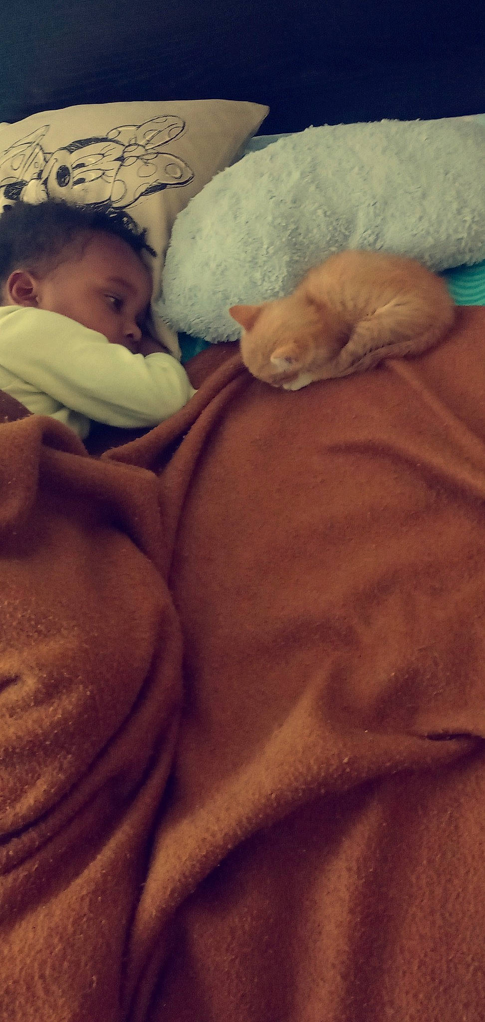 Paloma participe au concours pour gagner de l'argent avec cette photo : baby, baby_sleeping, bedding, bedtime, carnivore, cat, child, cloud, comfort, felidae, fur, happy, linens, mammal, nose, person, room, skin, textile, toddler