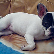 Cyara a rejoint le concours — aidez-le/la à gagner de superbes lots ! dog, french_bulldog, puppy, pet, animal, lying_down, blanket, indoor, cute, white, black, ears, face, canine, resting, fur, small_dog, domestic_animal, companion, couch