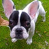 Cyara participe au concours pour gagner de l'argent avec cette photo : dog, french_bulldog, puppy, grass, outdoor, pet, animal, black_and_white, ears, nose, face, curious, close_up, young, paw, nature, canine, friendly, cute, small