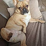 dog, french_bulldog, pet, canine, animal, indoor, couch, pillow, blanket, relaxed, looking_at_camera, light_brown, short_hair, ears_up, floor, leather_couch, home, comfort, resting, cute