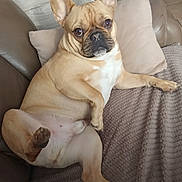 Tobby a rejoint le concours — aidez-le/la à gagner de superbes lots ! dog, french_bulldog, pet, couch, pillow, blanket, indoor, animal, canine, relaxed, cute, ears, fur, snout, paw, looking, home, cozy, brown, companion