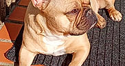 Tobby participe au concours pour gagner de l'argent avec cette photo : animal, black_mat, brown_fur, canine, companion, dog, domestic_animal, ears, french_bulldog, laying_down, outdoor, paw, pet, quiet, relaxed, side_view, sunlight, terracotta_tiles, white_chest, wrinkles