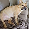 dog, french_bulldog, canine, pet, indoor, couch, blanket, pillow, furniture, resting, light_brown, short_hair, ears_up, side_view, domestic_animal, cozy, relaxed, portrait, animal, living_room