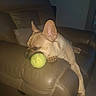 dog, french_bulldog, tennis_ball, leather_chair, indoor, pet, resting, relaxed, brown, animal, canine, cute, sleepy, paw, muzzle, ear, floor, tile, home, domestic