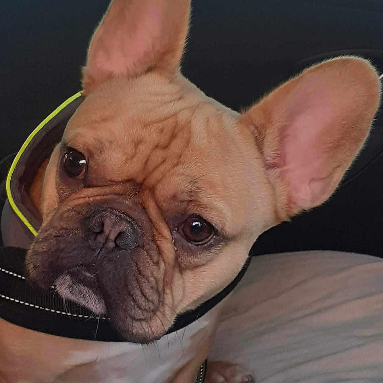 Tobby