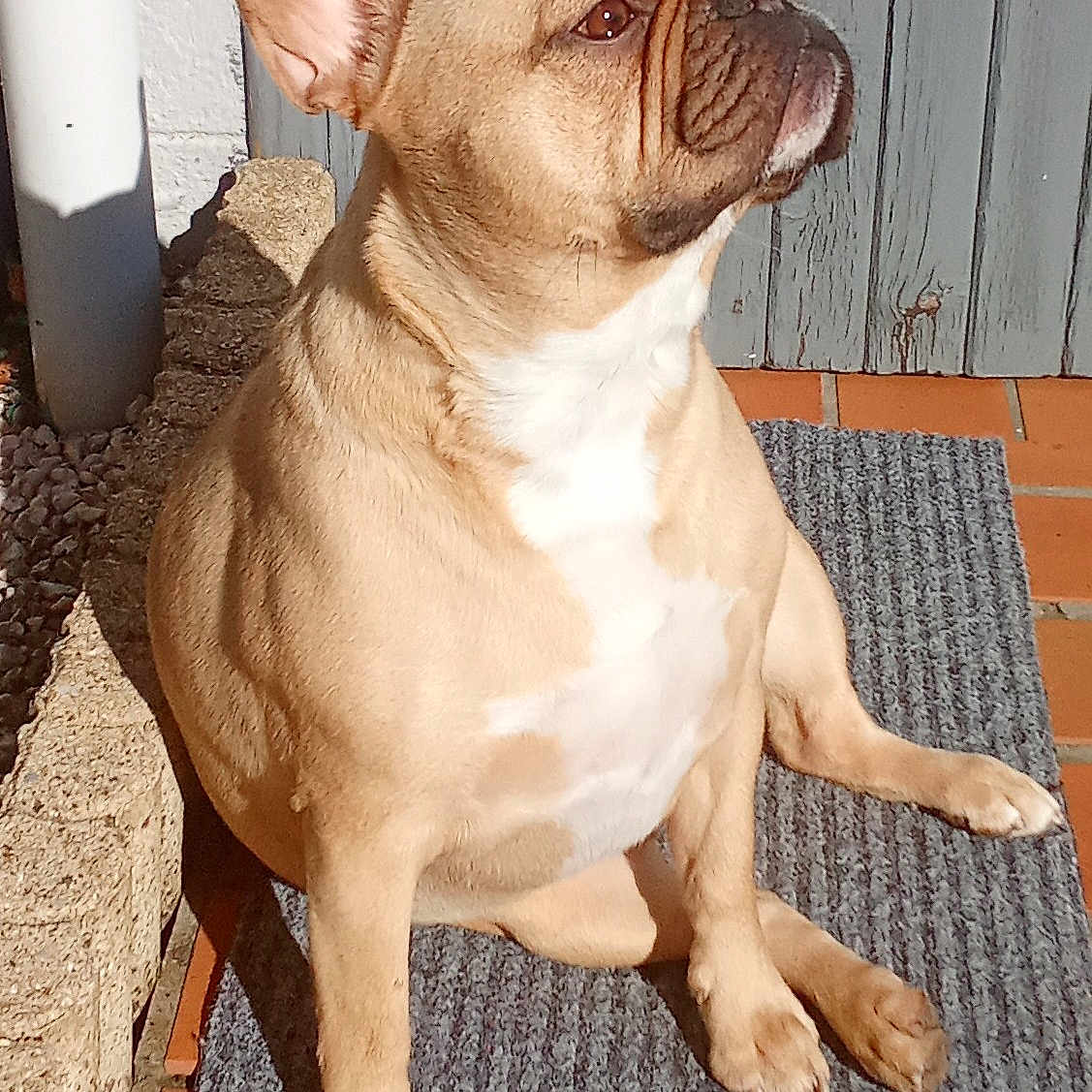 Tobby a rejoint le concours — aidez-le/la à gagner de superbes lots ! dog, french_bulldog, pet, animal, sitting, outdoor, sunlight, mat, ear, face, fur, brown, white_chest, brick_floor, wooden_door, shadow, side_view, cute, companion, domestic