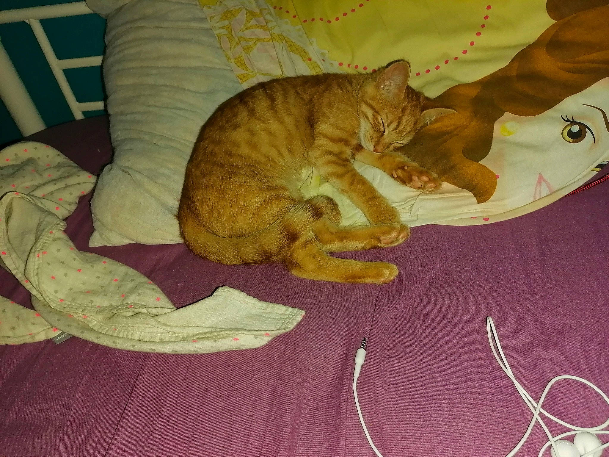 Simba a rejoint le concours — aidez-le/la à gagner de superbes lots ! art, carnivore, cat, claw, comfort, domestic_short_haired_cat, fawn, felidae, flooring, fur, hardwood, linens, nap, paw, sleep, small_to_medium_sized_cats, tail, textile, whiskers, wood