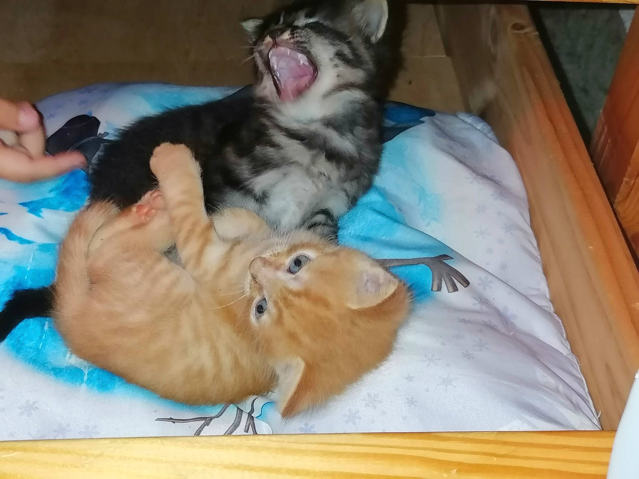 Shiva participe au concours pour gagner de l'argent avec cette photo : canidae, carnivore, cat, claw, comfort, companion_dog, dog_breed, domestic_short_haired_cat, fawn, felidae, fur, hardwood, lap, paw, small_to_medium_sized_cats, snout, sporting_group, tail, whiskers, wood