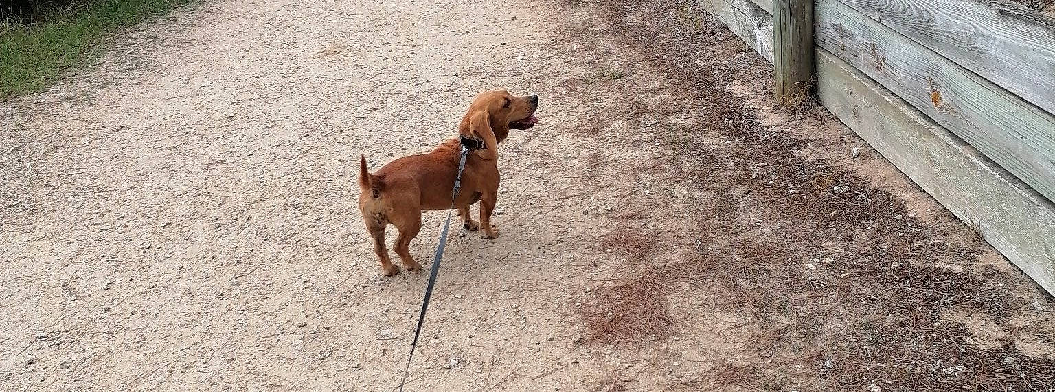 Djumi a rejoint le concours — aidez-le/la à gagner de superbes lots ! brown, canidae, carnivore, collar, companion_dog, dog, dog_breed, dog_collar, dog_supply, fawn, hound, leash, liver, non_sporting_group, pet_supply, snout, sporting_group, tail, working_animal, working_dog