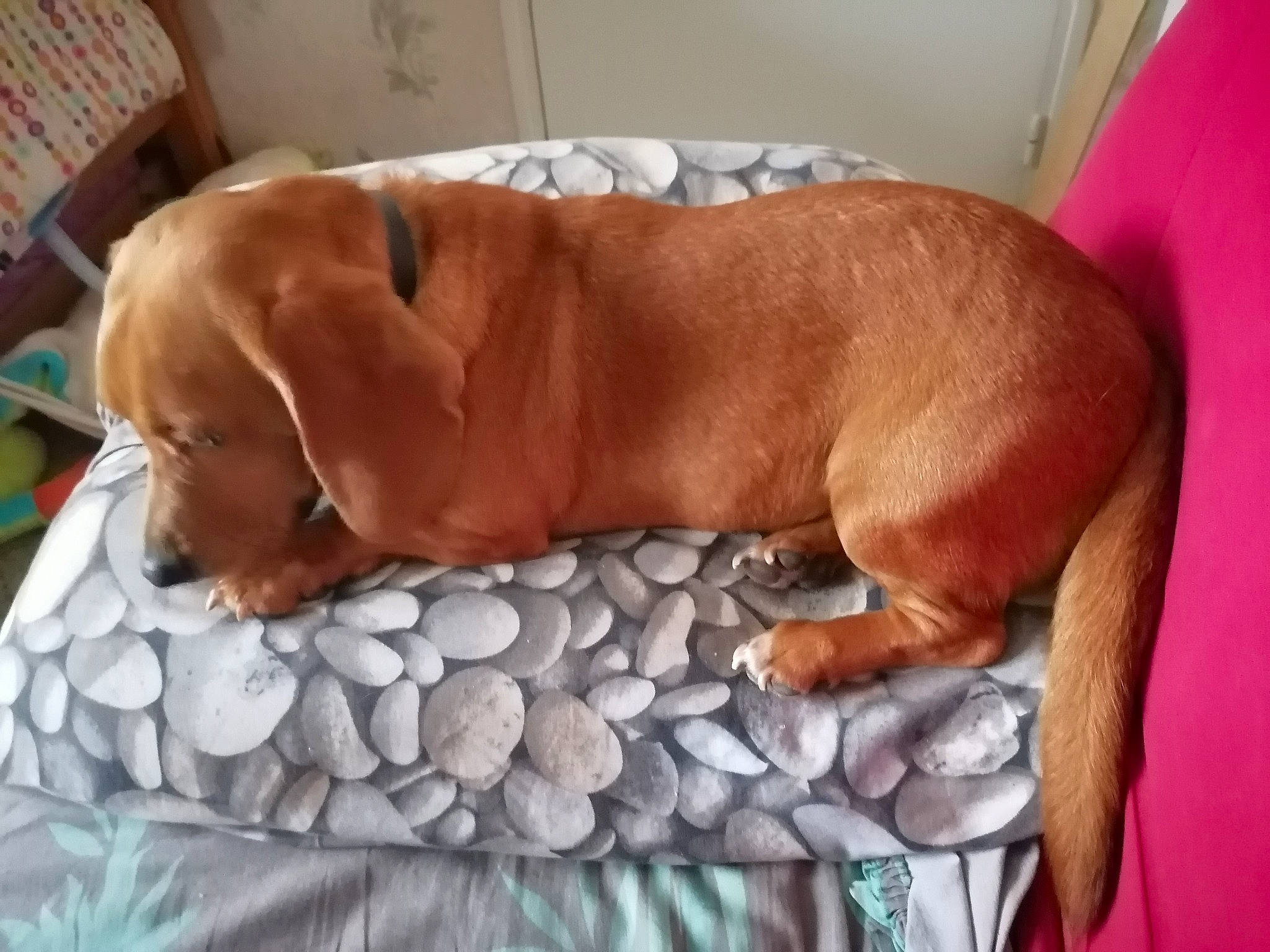 Djumi participe au concours pour gagner de l'argent avec cette photo : art, canidae, carnivore, child, comfort, companion_dog, dog, dog_breed, fawn, hardwood, linens, liver, pebble, pet_supply, plant, rock, tail, terrestrial_animal, wood, working_animal