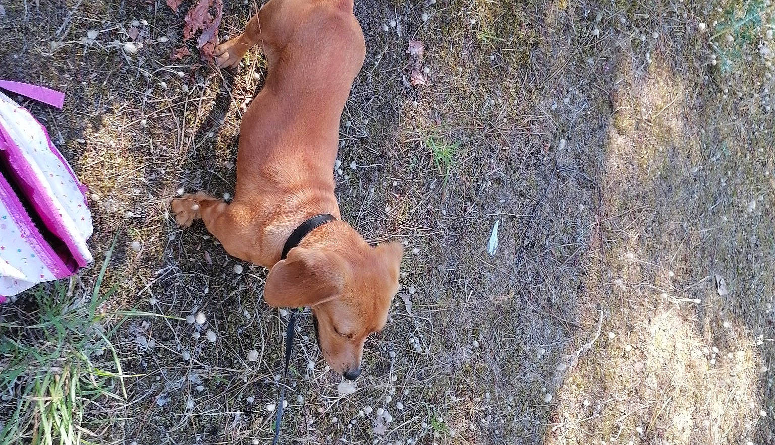 Djumi participe au concours pour gagner de l'argent avec cette photo : canidae, carnivore, companion_dog, dog, dog_breed, fawn, grass, hound, human_leg, hunting_dog, liver, non_sporting_group, plant, snout, soil, sporting_group, tail, terrestrial_animal, wood, working_animal