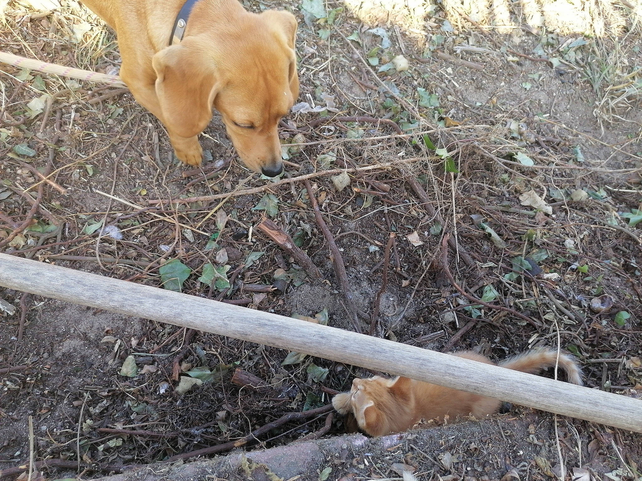Djumi participe au concours pour gagner de l'argent avec cette photo : carnivore, companion_dog, curb, dog, dog_breed, fawn, grass, non_sporting_group, pipe, plant, soil, sporting_group, tail, terrestrial_animal, twig, wood, working_animal