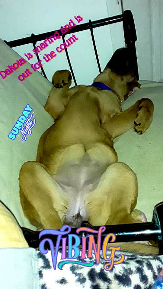 Dakota joined the competition — help win amazing prizes! art, barechested, chest, comfort, companion_dog, dog, dog_breed, fawn, flesh, font, fur, paw, photo_caption, snout, trunk