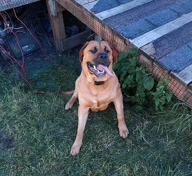 Dakota is registered to the contest to win money with this photo: canidae, carnivore, companion_dog, dog, dog_breed, dog_supply, fawn, garden_hose, grass, hat, pet_supply, plant, snout, soil, sporting_group, sunglasses, tail, toy_dog, working_animal, working_dog