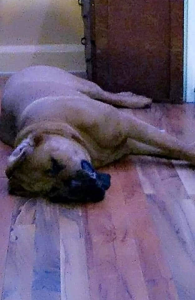 Dakota is registered to the contest to win money with this photo: art, california_sea_lion, canidae, carnivore, companion_dog, dog, dog_breed, fawn, felidae, flooring, fur, grey, guard_dog, hardwood, marine_mammal, seal, tail, terrestrial_animal, whiskers, wood