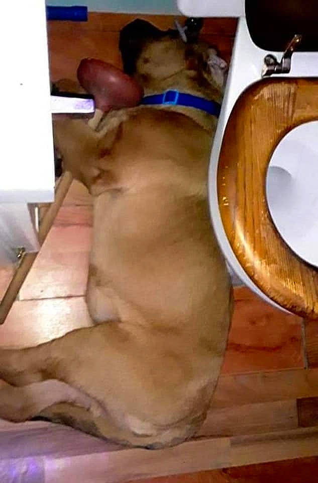 Dakota is registered to the contest to win money with this photo: art, canidae, carnivore, clay, comfort, companion_dog, dog, dog_breed, fawn, felidae, hardwood, non_sporting_group, paw, pet_supply, snout, sporting_group, tail, toy_dog, wood, working_animal