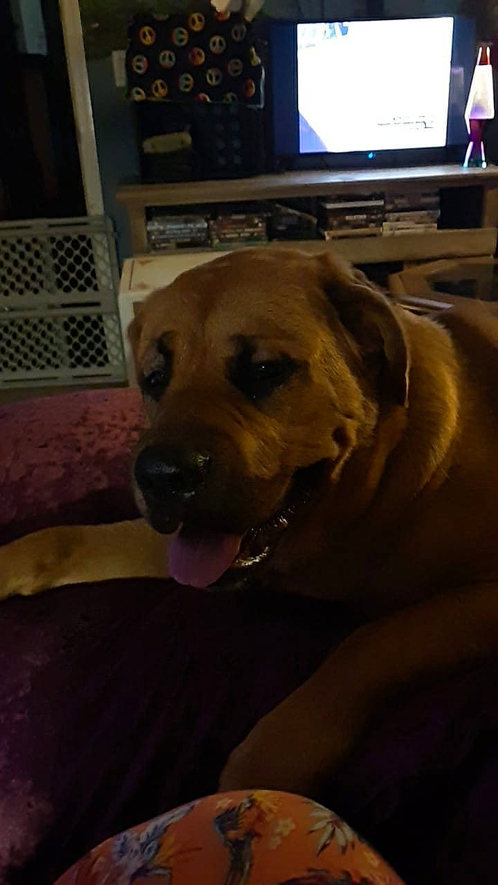 Dakota joined the competition — help win amazing prizes! cable_television, carnivore, companion_dog, dog, dog_breed, dog_supply, fawn, flooring, fur, guard_dog, home_appliance, led_backlit_lcd_display, picture_frame, snout, sporting_group, tableware, television, television_set, whiskers, working_animal