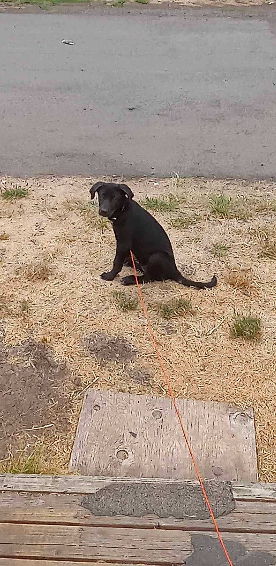 Daisy May is registered to the contest to win money with this photo: asphalt, canidae, carnivore, dog, dog_breed, fawn, fender, grass, road_surface, sand, shadow, sitting, snout, soil, sporting_group, tail, terrestrial_animal, tints_and_shades, wildlife, working_animal