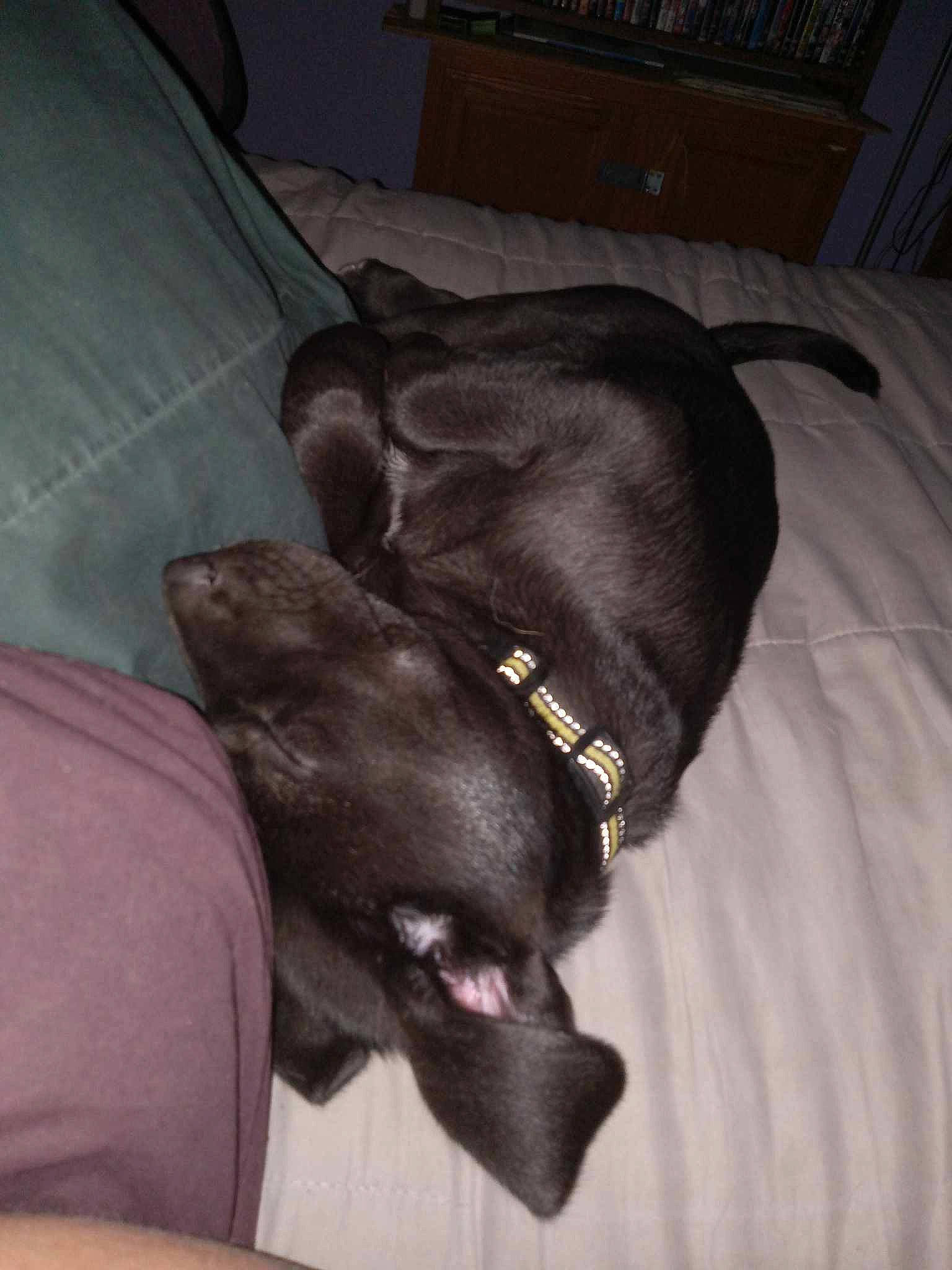 Daisy May joined the competition — help win amazing prizes! borador, canidae, carnivore, comfort, companion_dog, couch, dog, dog_breed, fur, grey, guard_dog, gun_dog, linens, liver, non_sporting_group, pointing_breed, sporting_group, tail, whiskers, working_animal