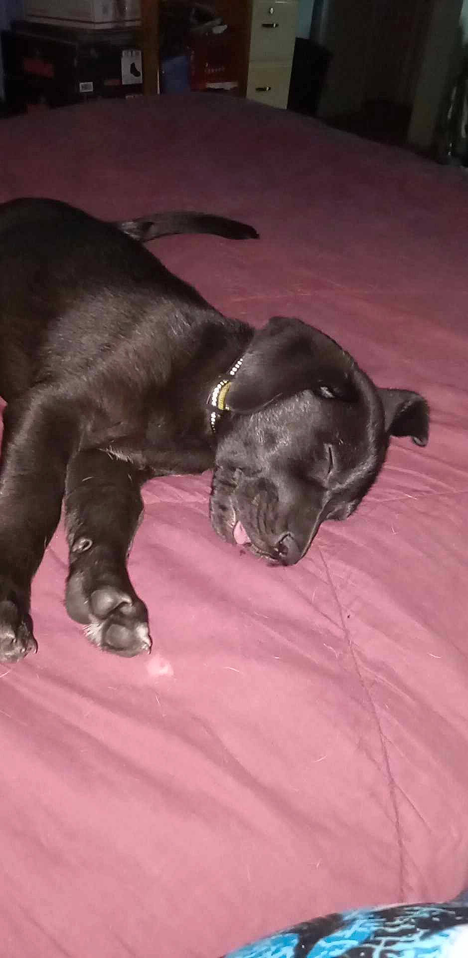 Daisy May joined the competition — help win amazing prizes! borador, canidae, carnivore, collar, comfort, companion_dog, dog, dog_breed, dog_collar, ear, fur, gesture, gun_dog, liver, retriever, snout, sporting_group, tail, whiskers, working_animal