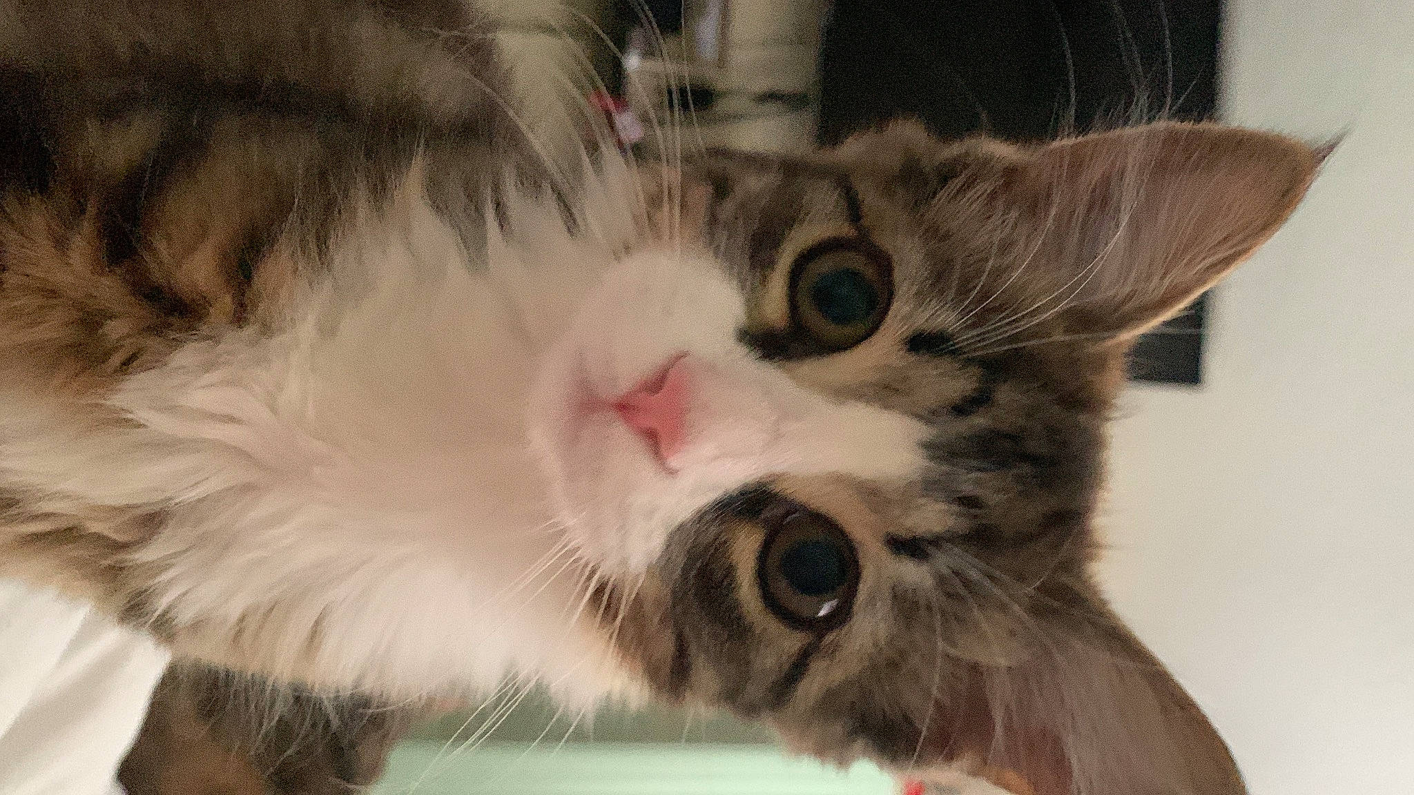 Lucky is registered to the contest to win money with this photo: carnivore, cat, claw, domestic_short_haired_cat, ear, eye, felidae, fur, paw, photo_caption, plant, small_to_medium_sized_cats, snout, tail, whiskers