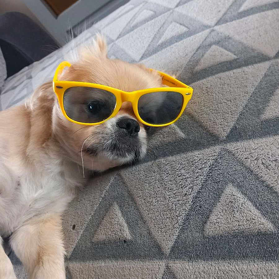 Neiko a rejoint le concours — aidez-le/la à gagner de superbes lots ! accessories, animal, blanket, canine, cockerspaniel, cushion, dog, face, glasses, head, homedecor, hound, indoors, interiordesign, papillon, person, pet, puppy, selfie, sunglasses