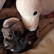 Balou a rejoint le concours — aidez-le/la à gagner de superbes lots ! animal, black_dog, blanket, close_up, comfort, cozy, cuddle, cute, dog, fur, indoor, pet, plush, resting, sleepy, snuggle, soft_toy, stuffed_animal, toy, unicorn