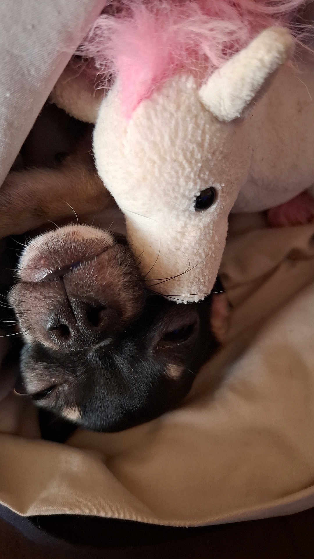 Balou