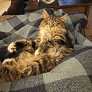 Peanut joined the competition — help win amazing prizes! cat, tabby, fluffy, sleeping, blanket, checkered, cozy, indoor, feline, pet, relaxed, fur, paws, whiskers, home, couch, resting, comfortable, living_room, cute