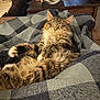 cat, tabby, fluffy, sleeping, blanket, checkered, cozy, indoor, feline, pet, relaxed, fur, paws, whiskers, home, couch, resting, comfortable, living_room, cute
