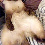 angora, animal, canine, cat, dog, kitten, manx, pet, siamese