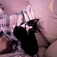 Dickie is registered to the contest to win money with this photo: kitten, cat, black_and_white, blanket, couch, cushion, indoor, pet, sleepy, cute, fur, animal, relaxing, cozy, pink_nose, whiskers, resting, soft, home, comfort