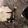 Dickie is registered to the contest to win money with this photo: kitten, cat, black_and_white, pet, bed, blanket, fabric, fur, whiskers, paws, relaxed, indoor, cute, animal, young, stretching, cozy, soft, looking_up, resting