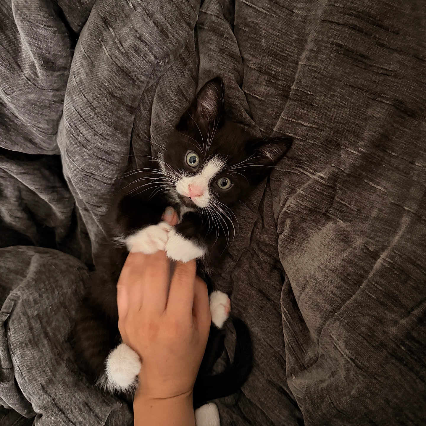 Dickie is registered to the contest to win money with this photo: kitten, cat, black_and_white, tuxedo_cat, hand, playing, blanket, cozy, cute, pet, animal, whiskers, paws, fur, indoor, relaxing, young, small, curious, resting