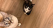 Dickie joined the competition — help win amazing prizes! cat, kitten, tuxedo_cat, blue_eyes, curious, looking_up, wooden_floor, door, indoor, pet, animal, fur, whiskers, ears, playful, domestic, cute, small, two_cats, floor