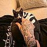Dickie is registered to the contest to win money with this photo: kitten, black_and_white, tattoo, hand, hoodie, couch, pillow, lap, indoor, pet, animal, feline, cozy, casual, person, clothing, relaxation, cute, small, resting