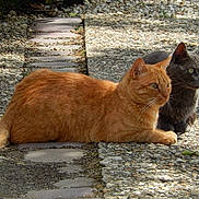 Vukelich participe au concours pour gagner de l'argent avec cette photo :